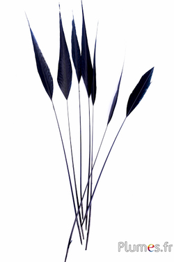 Faisan doré flèche - 38-44 cm - noir